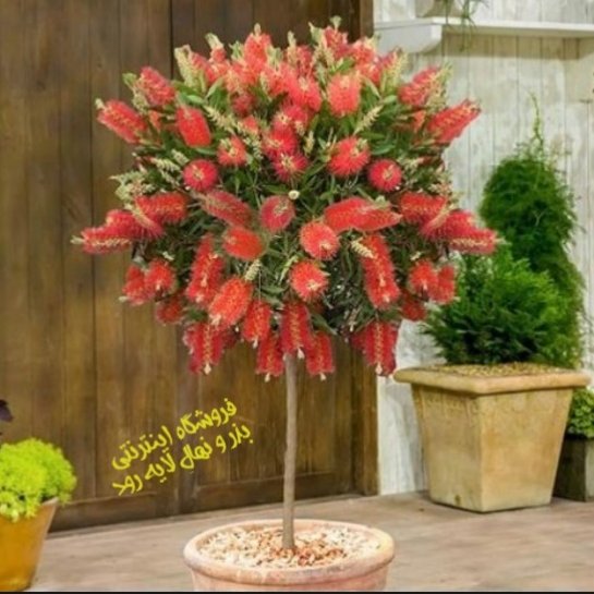 بذر درخت شیشه شور  (حداقل 50 عدد بذر بالغ)