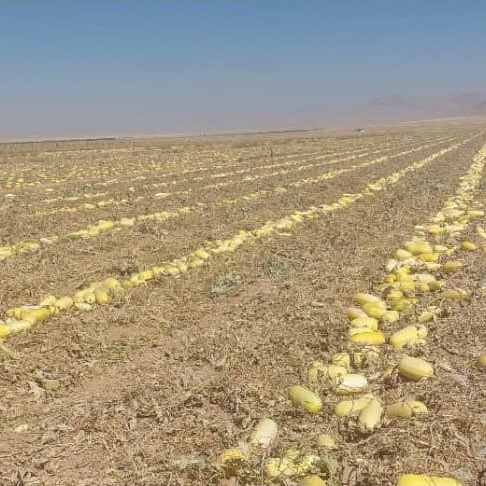 تخمه کدو خام ایرانی گوشتی100 درصد طبیعی یک کیلوگرم