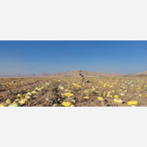 تخمه کدو خام ایرانی گوشتی100 درصد طبیعی یک کیلوگرم