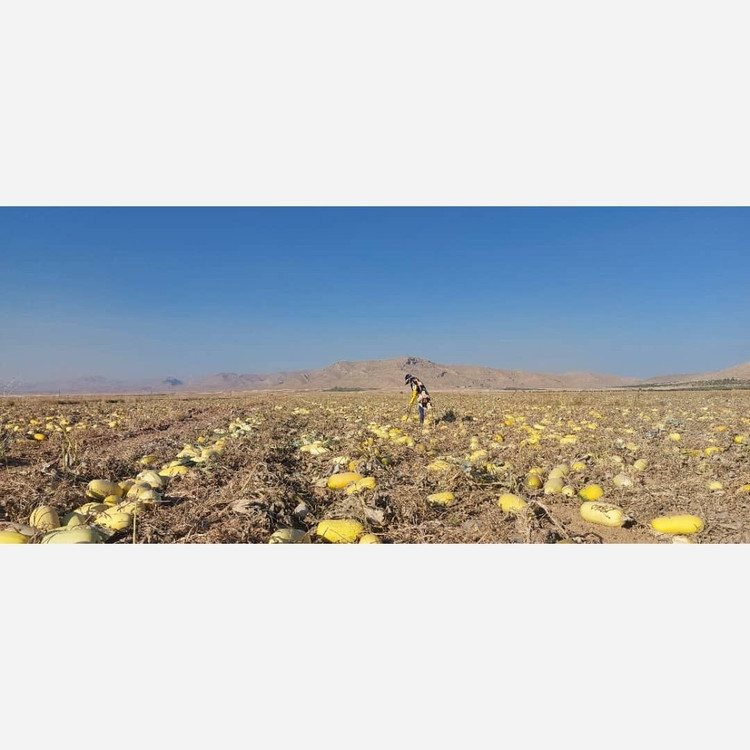 تخمه کدو خام ایرانی گوشتی100 درصد طبیعی یک کیلوگرم