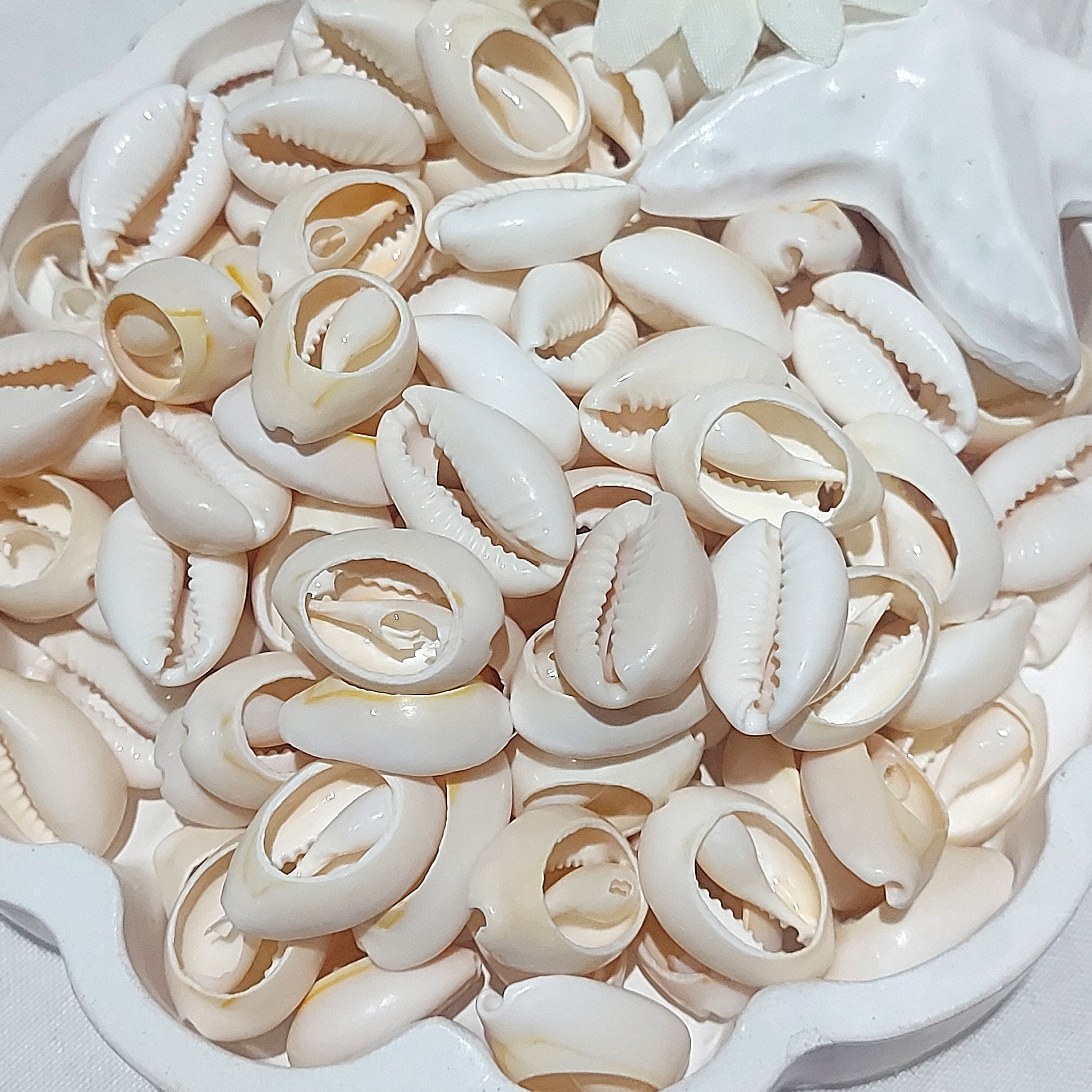 صدف طبیعی سپیرا (بسته 50 عددی)