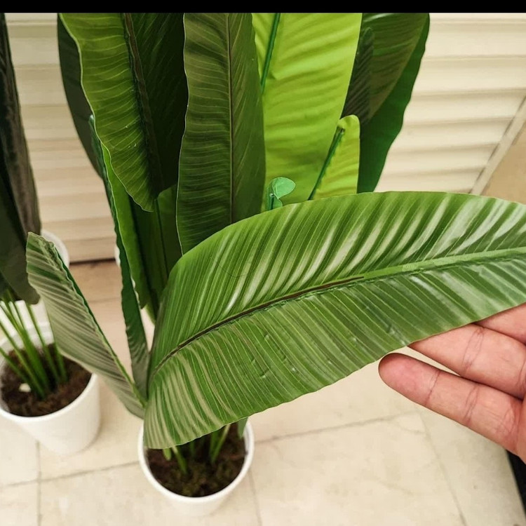 درختچه پرنده بهشتی کنار سالنی 160 سانتی (پس کرایه)