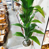 درختچه پرنده بهشتی کنار سالنی 160 سانتی (پس کرایه)