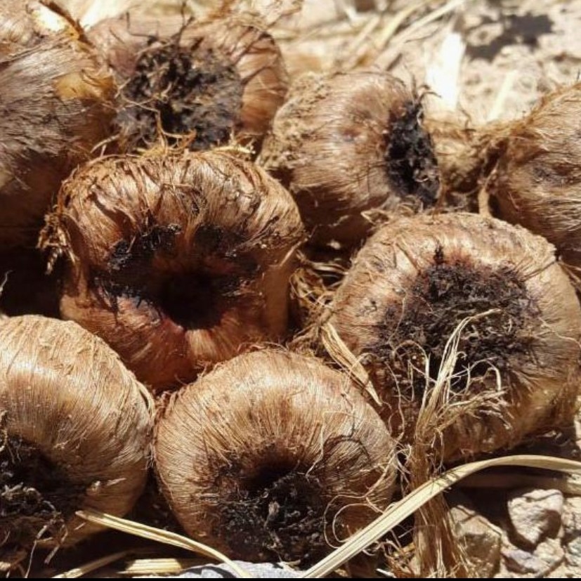 پیاز زعفران درشت با بازدهی بالا(یک کیلویی)