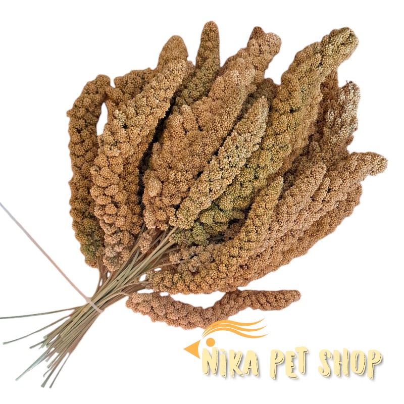 ارزن خوشه ای ایرانی اسپیشیال درشت و تو پر(بسته 100 گرمی و 50 گرمی)