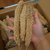ارزن خوشه ای ایرانی اسپیشیال درشت و تو پر(بسته 100 گرمی و 50 گرمی)