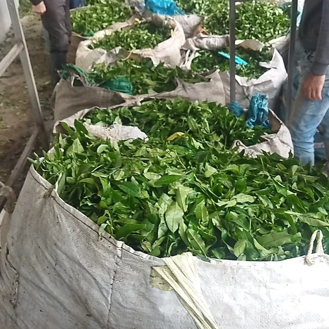 چای سیاه سرگل زرین لاهیجان 500گرمی چای سیاه ممتاز لاهیجان اعلا 1کیلو صادراتی بهاره لاهیجان ارسال رایگان چای ایرانی شمال