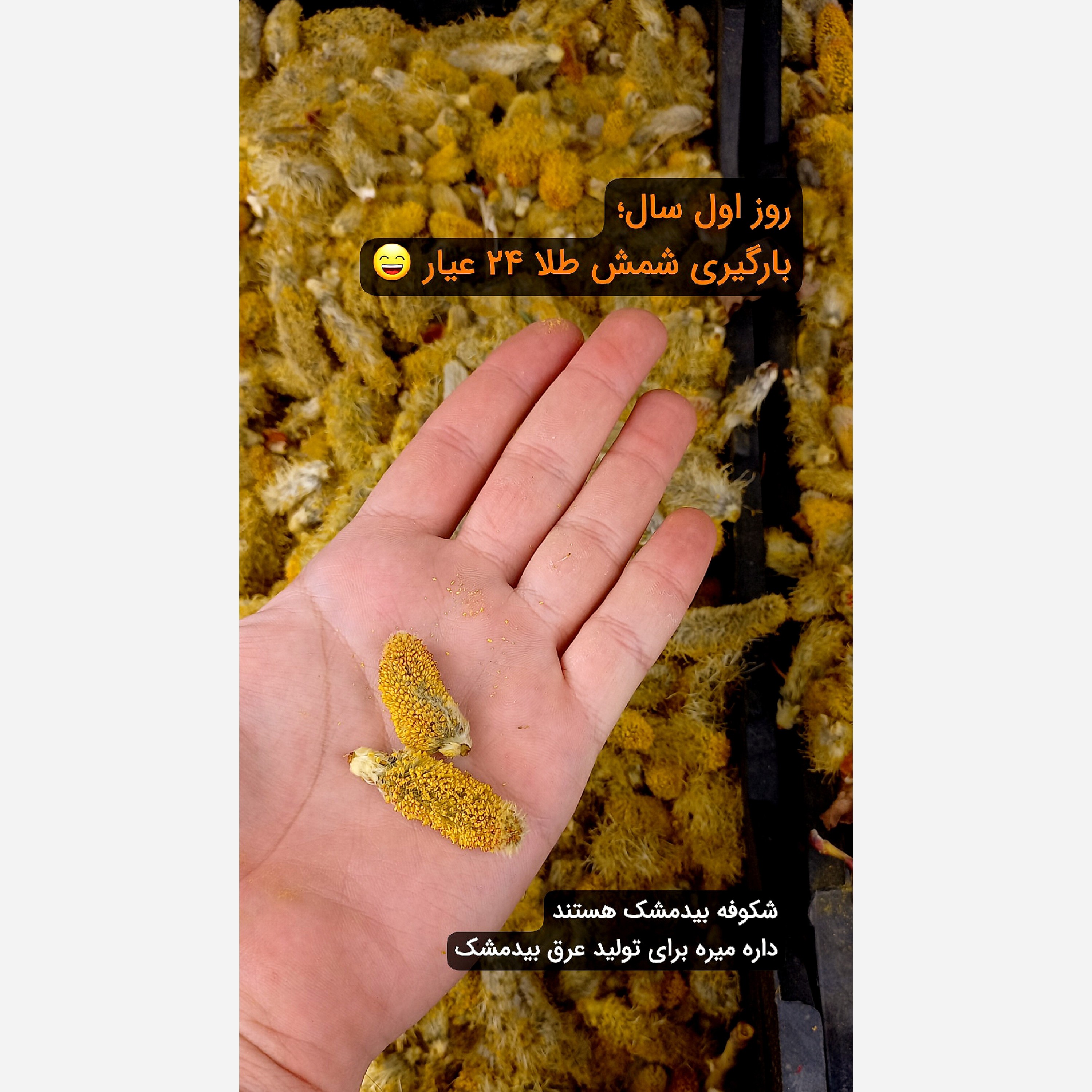 عرق بیدمشک (سنگین و خوش عطر و بو)، یک لیتری، تولیدی کارگاه گلابگیری انصاری مقدم سوغات قمصر کاشان
