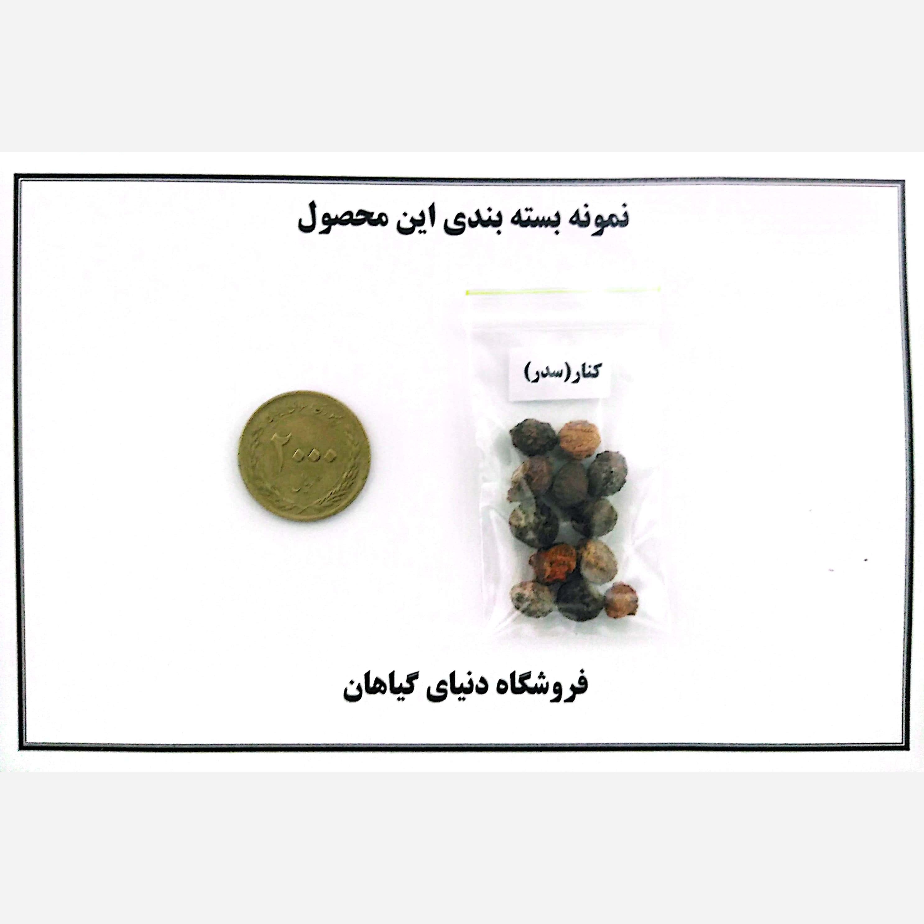 بذر کنار یا درخت سدر ( 10 عدد)