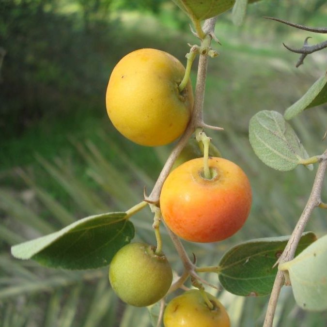 بذر کنار یا درخت سدر ( 10 عدد)