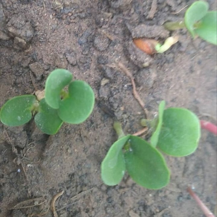 بذر کنار یا درخت سدر ( 10 عدد)