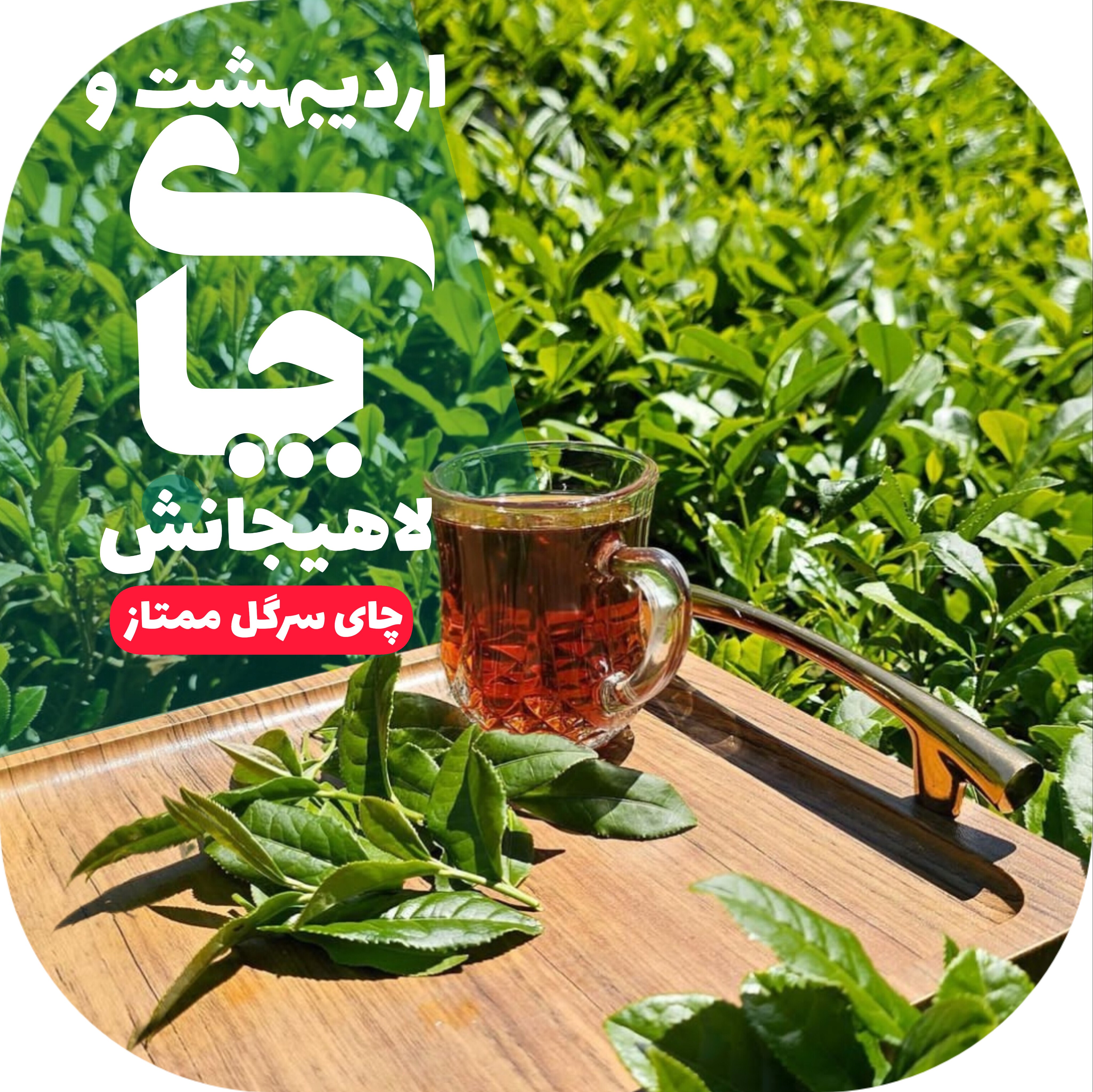 چای لاهیجان سیاه سرگل ممتاز بهاره 1000 گرمی اصل با ارسال رایگان با سبد خرید بالای... ارسال به کشور چای ایرانی شمال