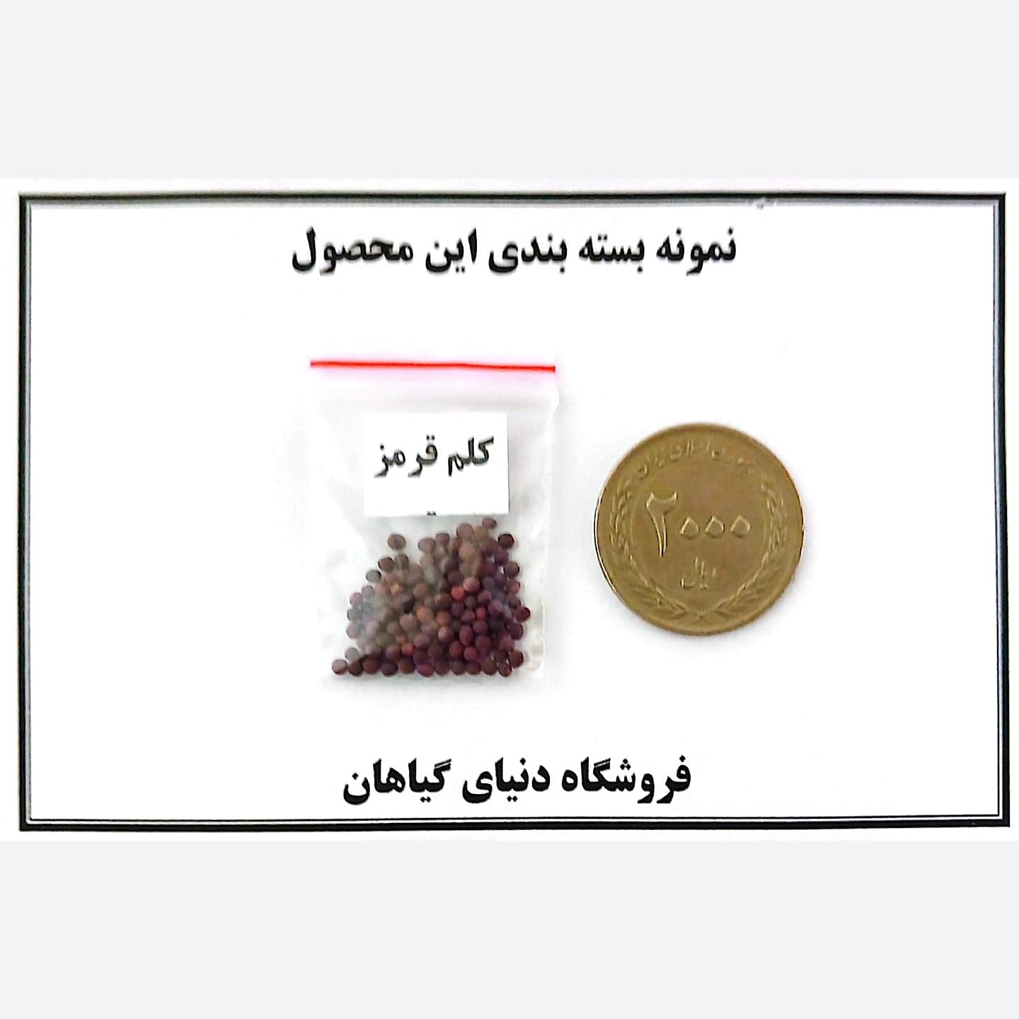 بذر کلم قرمز (50 عددی)