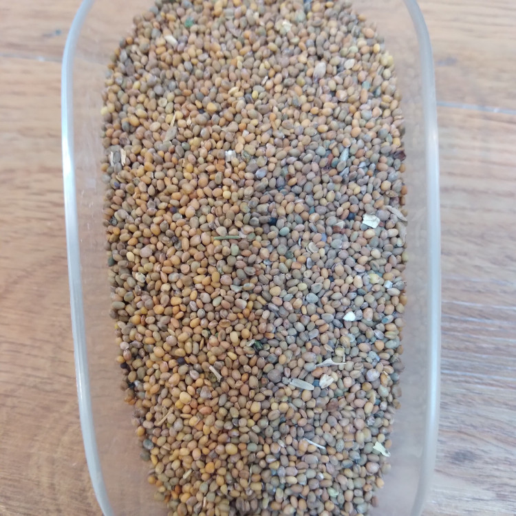 تخم منداب غذای طوطی و پرندگان زینتی ( بسته 150 گرمی)
