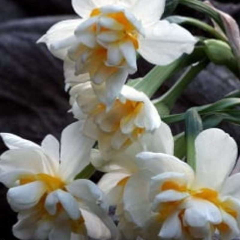 پیاز گل نرگس شصت پر(1 کیلویی مرغوب )