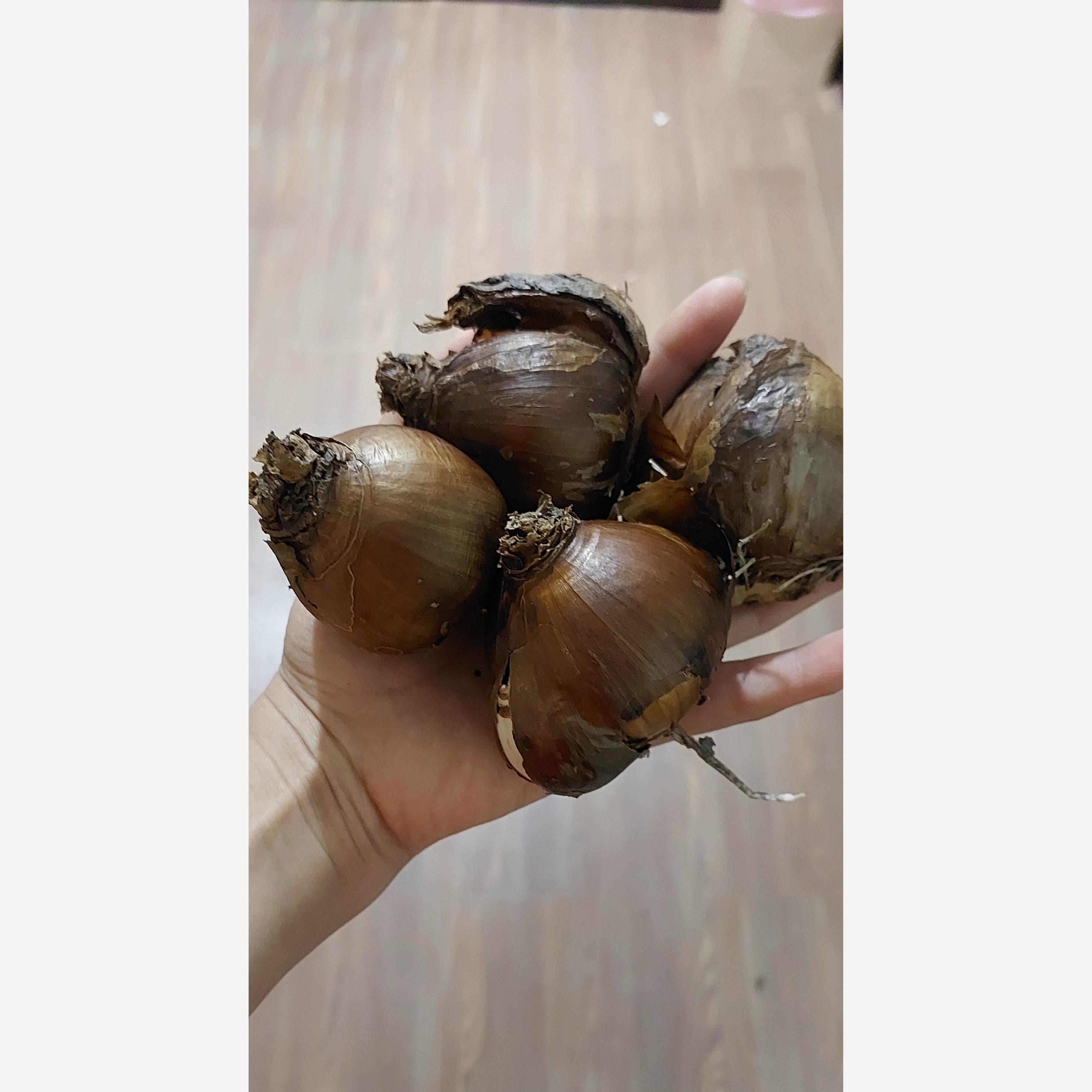 پیاز گل نرگس شصت پر(1 کیلویی مرغوب )