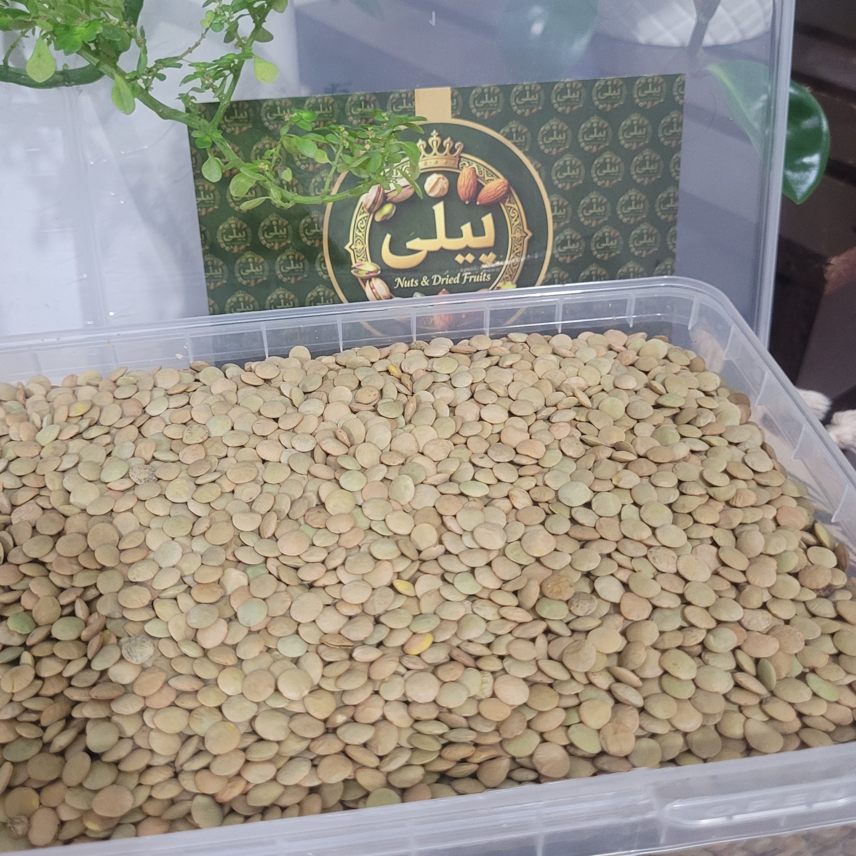 عدس درشت خارجی کانادا
