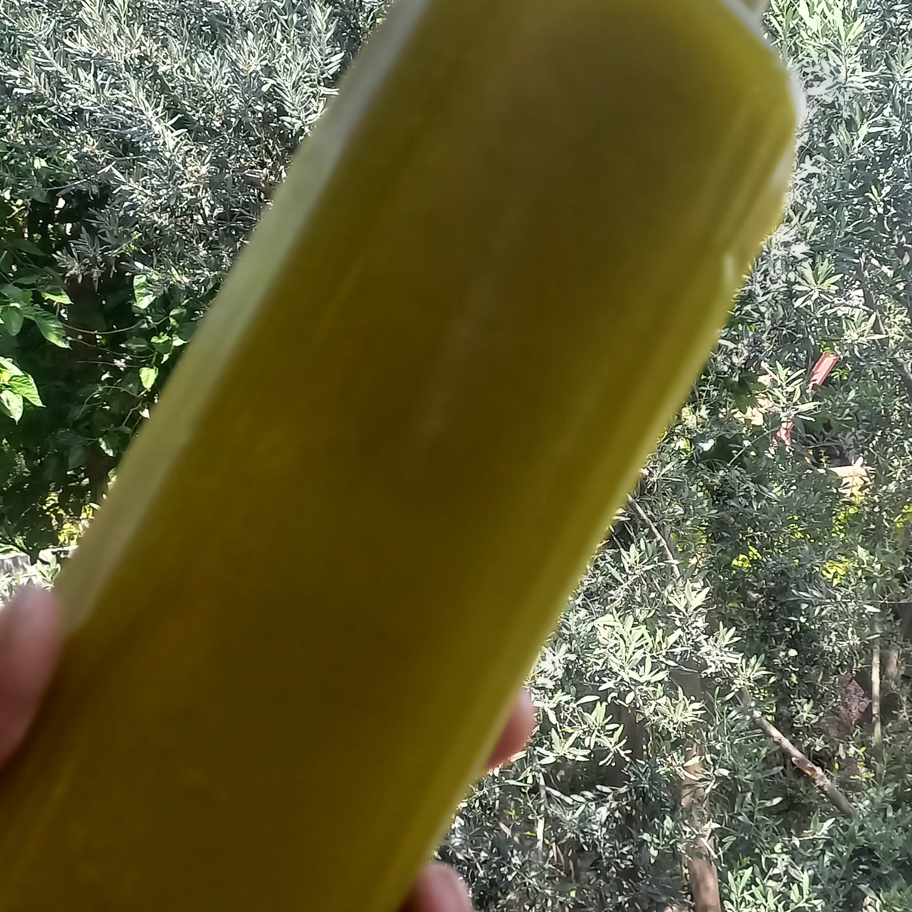 روغن زیتون دستی پارساله محشر گلو سوز صدرصد خالص یک لیتری