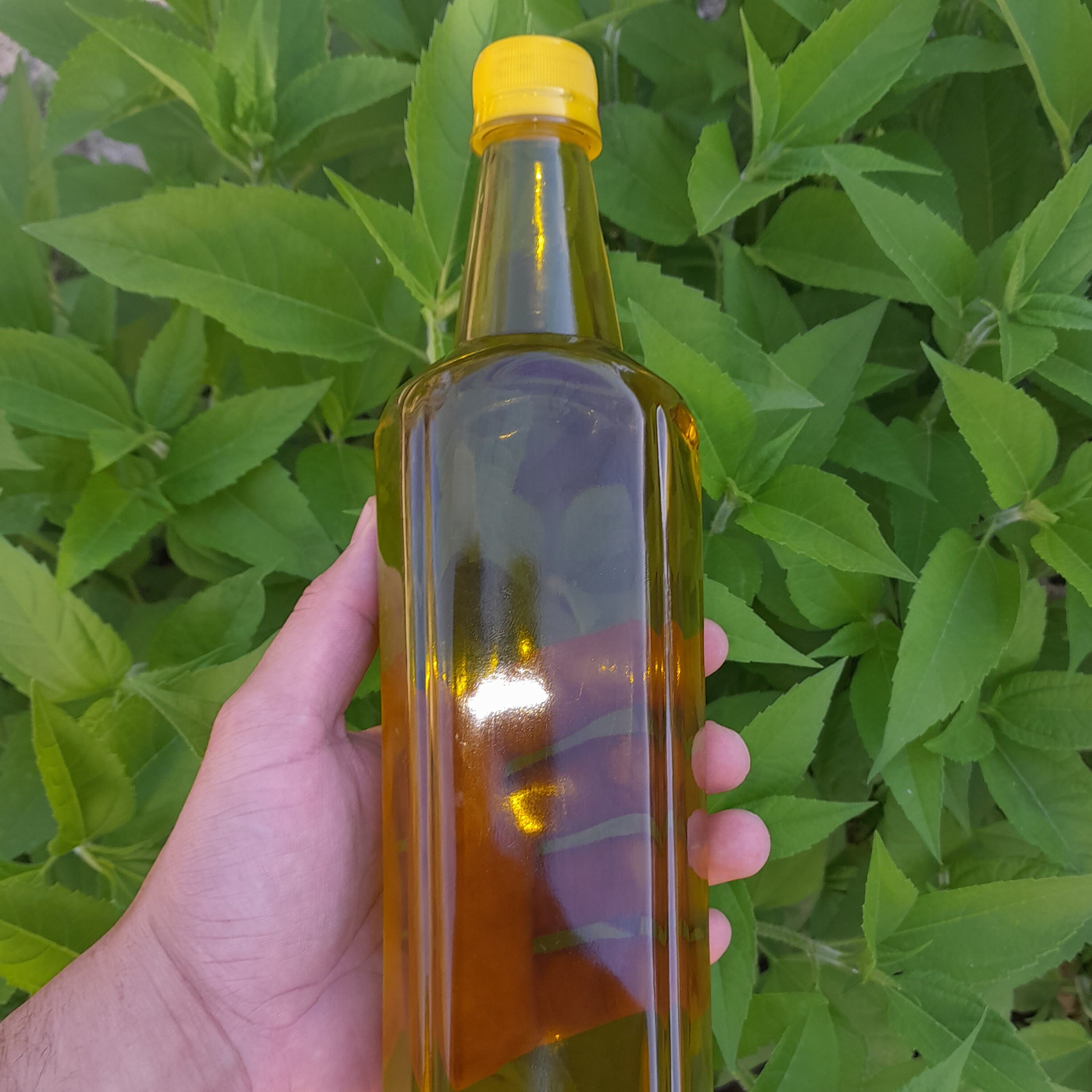 روغن زیتون خالص 3لیتری (فرابکر تصفیه شده بدون بو )با تضمین قیمت و ضمانت کیفیت از باغدار خرید کنید روغن زیتون درجه یک