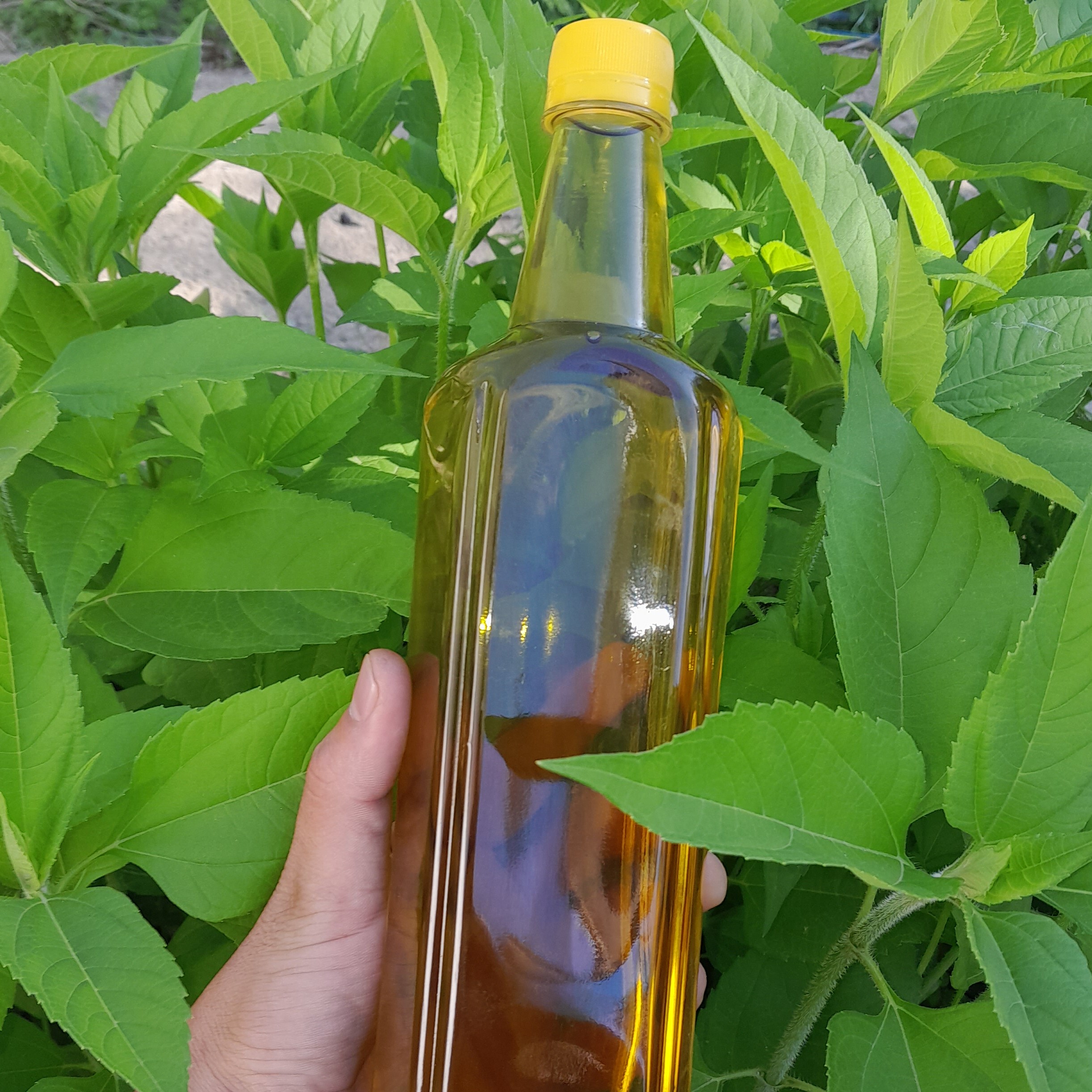 روغن زیتون خالص 5لیتری (فرابکر تصفیه شده بدون بو )با تضمین قیمت و ضمانت کیفیت قیمت عمده از باغدار خریدکنیدروغن زیتون