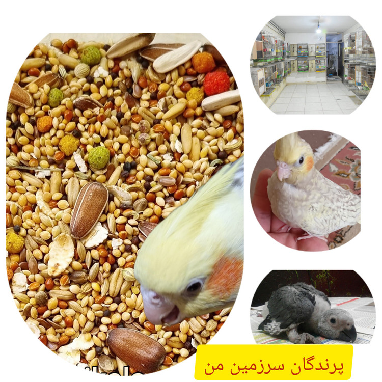 دان مخلوط طوطی سانان همراه پلت تخمه وزن یک کیلو