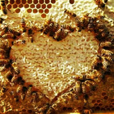 عسل کنار خالص بوشهر (گرید A++) یک کیلویی