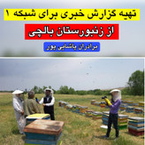 عسل بهارنارنج بالچی (1 کیلوگرم) (خرید از زنبوردار نمونه و ارسال رایگان)