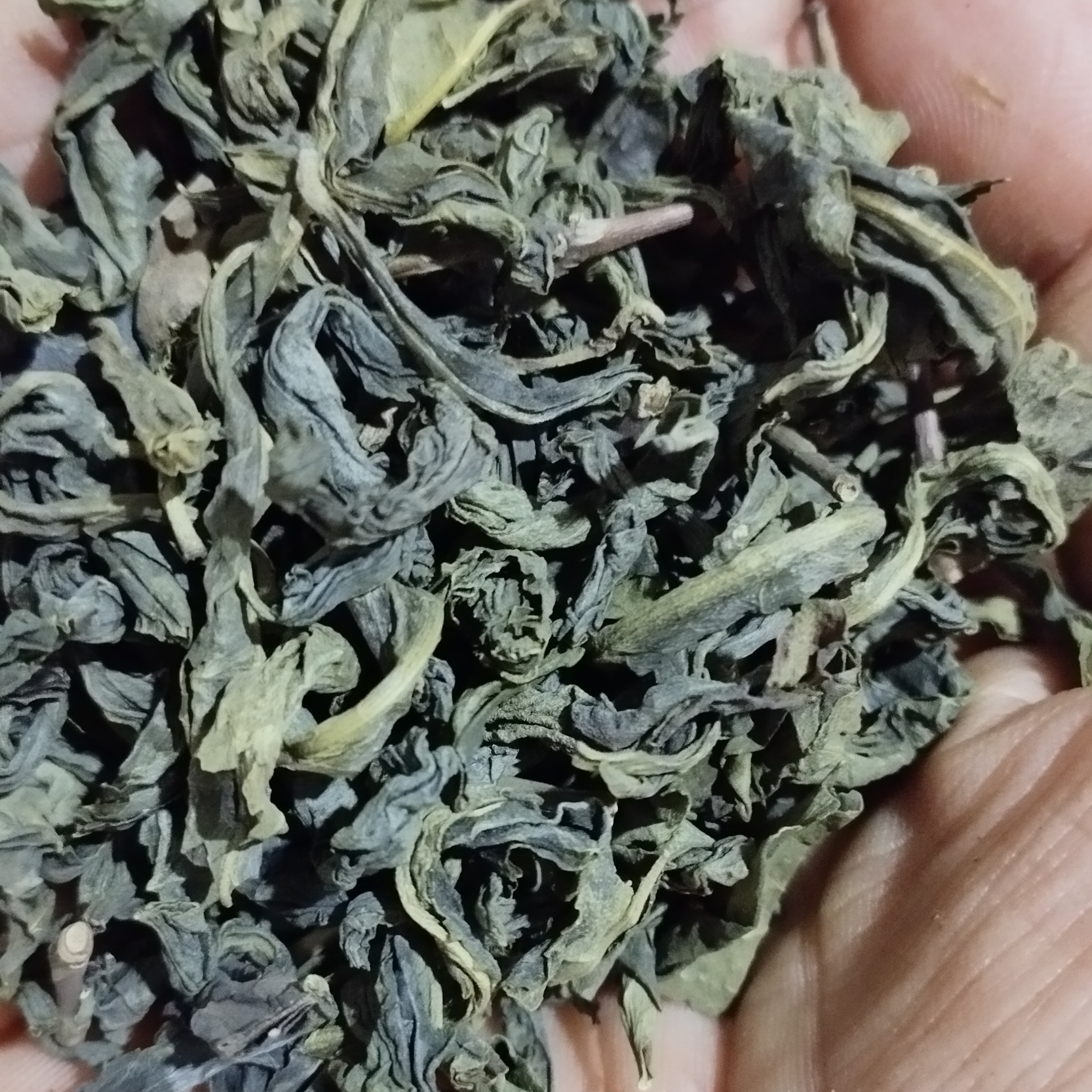 چای سبز لاهیجان اصل قلم بدون ساقه طبیعی محصول بهاره امساله (1000گرمی) فقط برگ