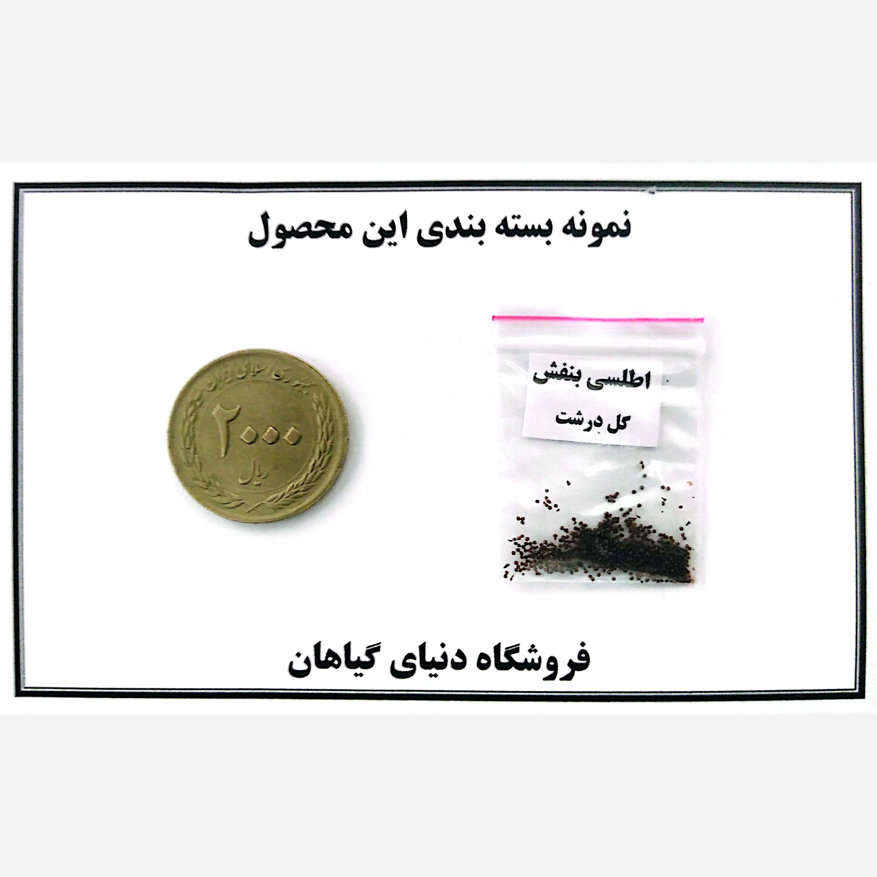 بذر اطلسی بنفش /گل درشت معطر (100 عددی)