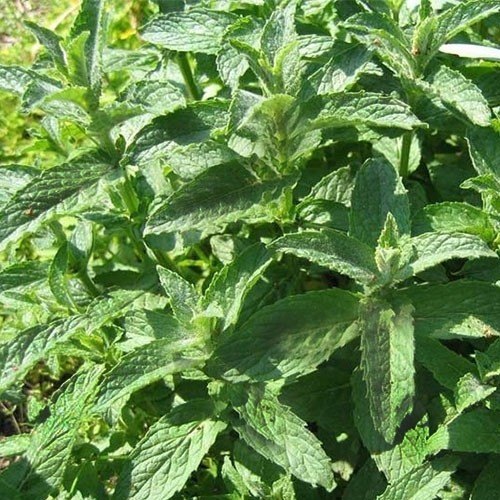بذر پونه (100 عددی)