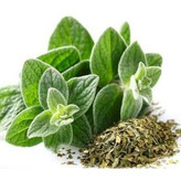 بذر پونه (100 عددی)