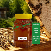 عسل کوهی برداشت کوه های دالامپر کیفیت ممتاز