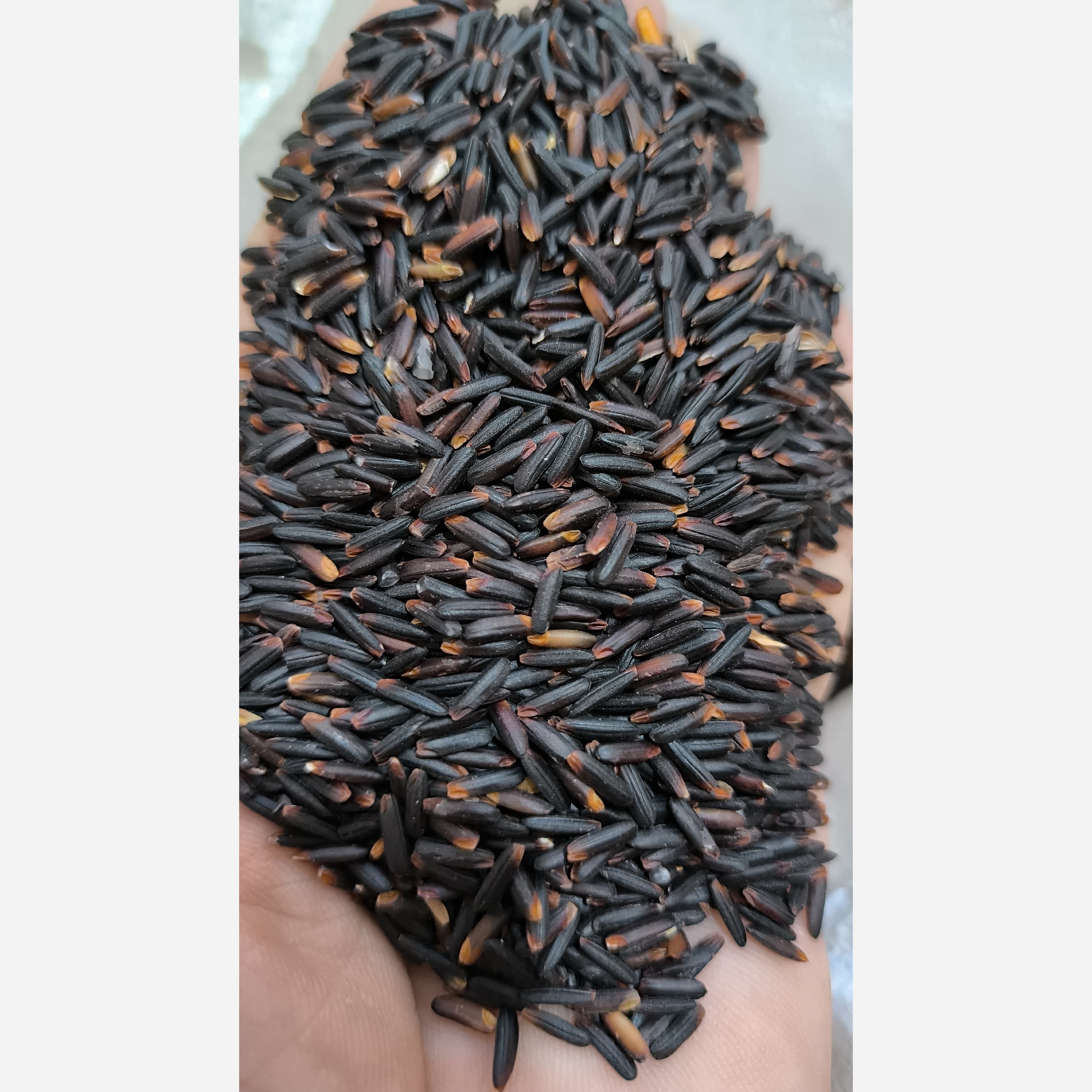 برنج سیاه ( ممنوعه ) محصول مازندران وزن 1 کیلویی ارگانیک ارسال رایگان