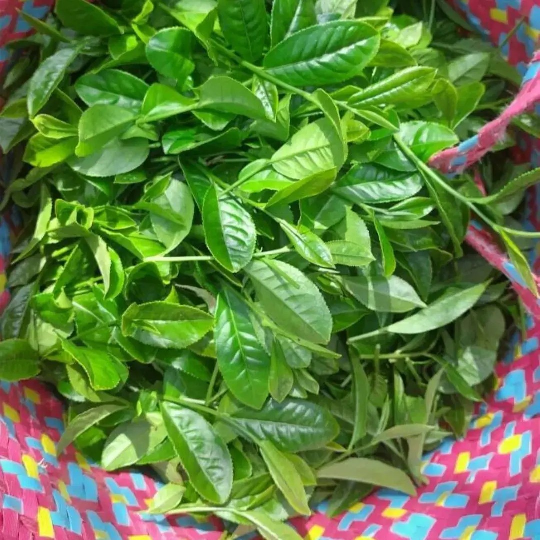 چای سبز بهاره لاهیجان بسیار خوش رنگ و با طعم عالی 1405(500 گرمی )