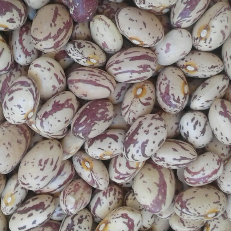 لوبیا چیتی یک کیلوگرم درجه 1