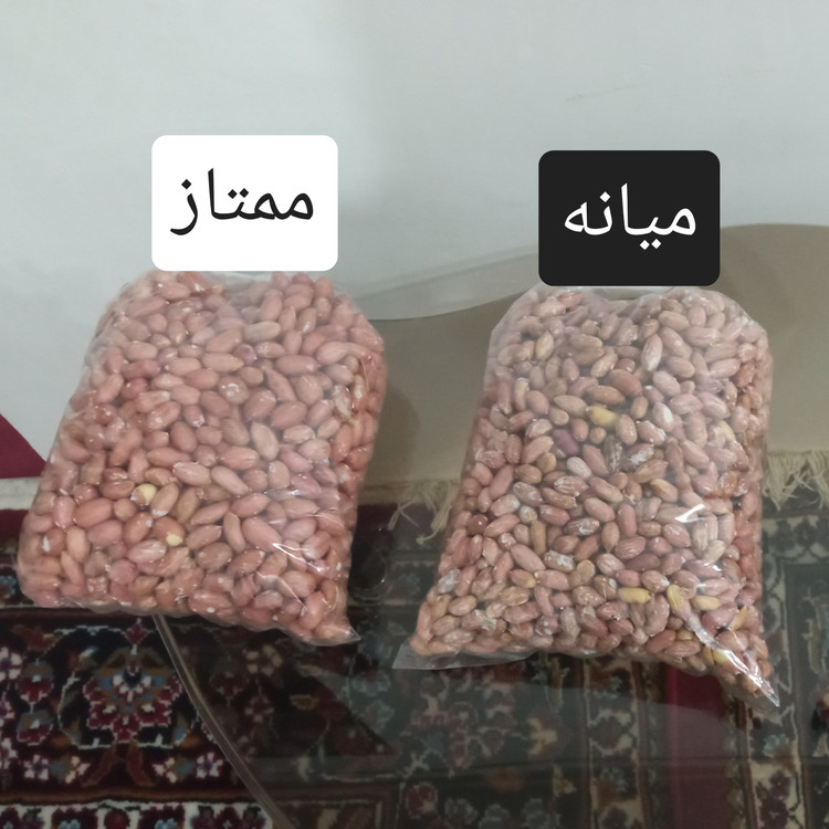 بادام زمینی ممتاز آستانه اشرفیه نوبرانه سال 1405