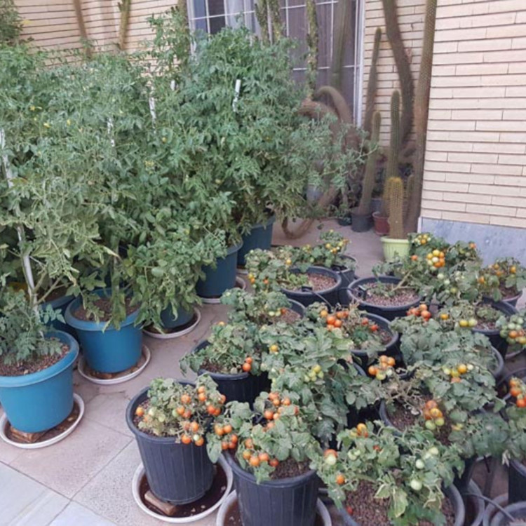 بذر گوجه گیلاسی پاکوتاه گلدانی آمریکایی بسته 20 عددی
