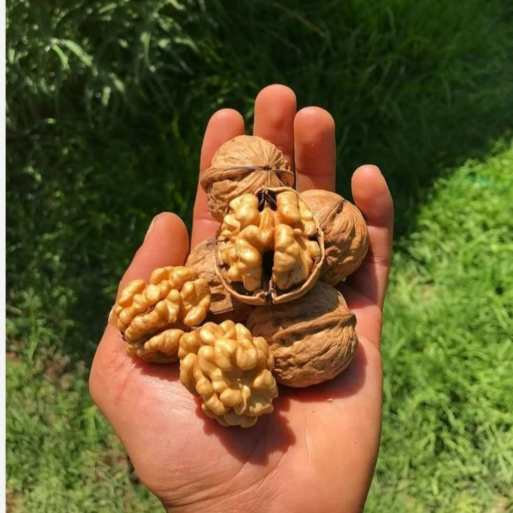 گردوی تازه نیم کیلویی پرچرب مغذی