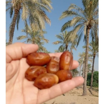 خرما زاهدی 8کیلویی درجه 1تازه ارسال رایگان