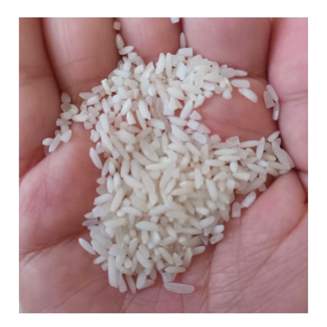 برنج نیم دانه (لاشه) عنبربو عطری درجه یک(10 کیلوگرم)(ارسال رایگان)