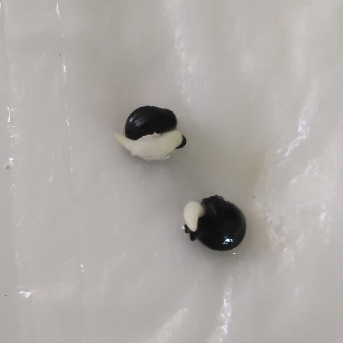 بذر شمشاد( 200 عدد)
