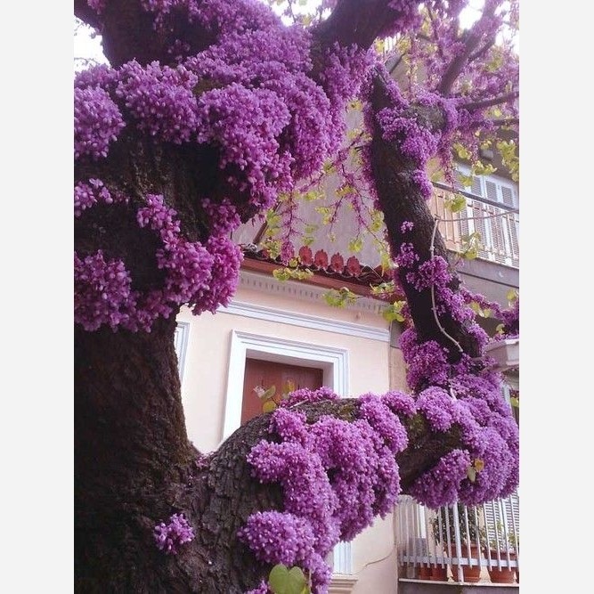 بذر درخت ارغوان (10 عدد)