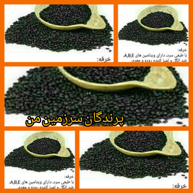 تخم خرفه 130گرمی درجه یک