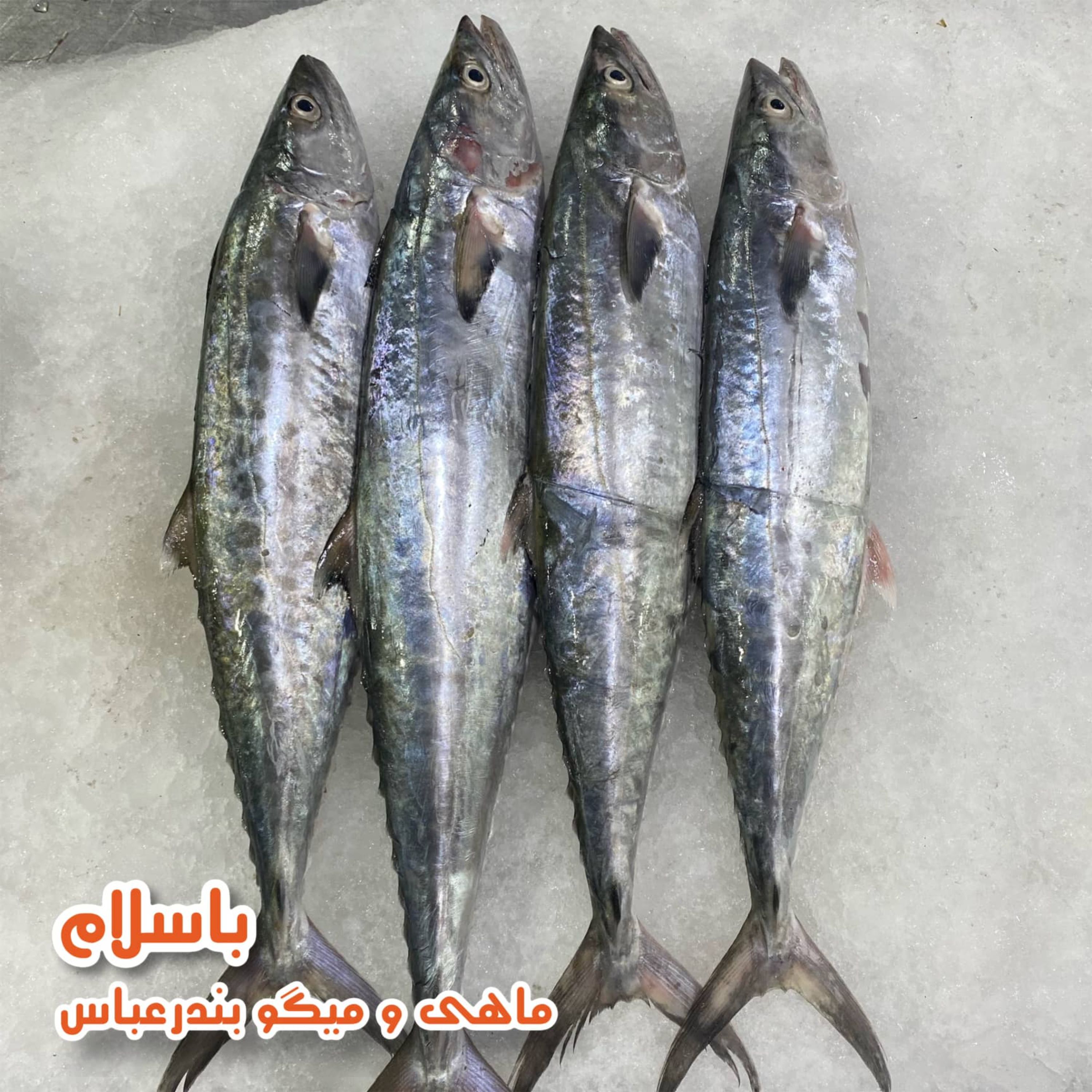ماهی شیر سایز متوسط تازه( 1 کیلو گرم )