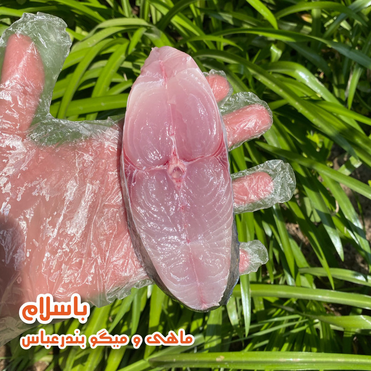 ماهی شیر سایز متوسط تازه( 1 کیلو گرم )