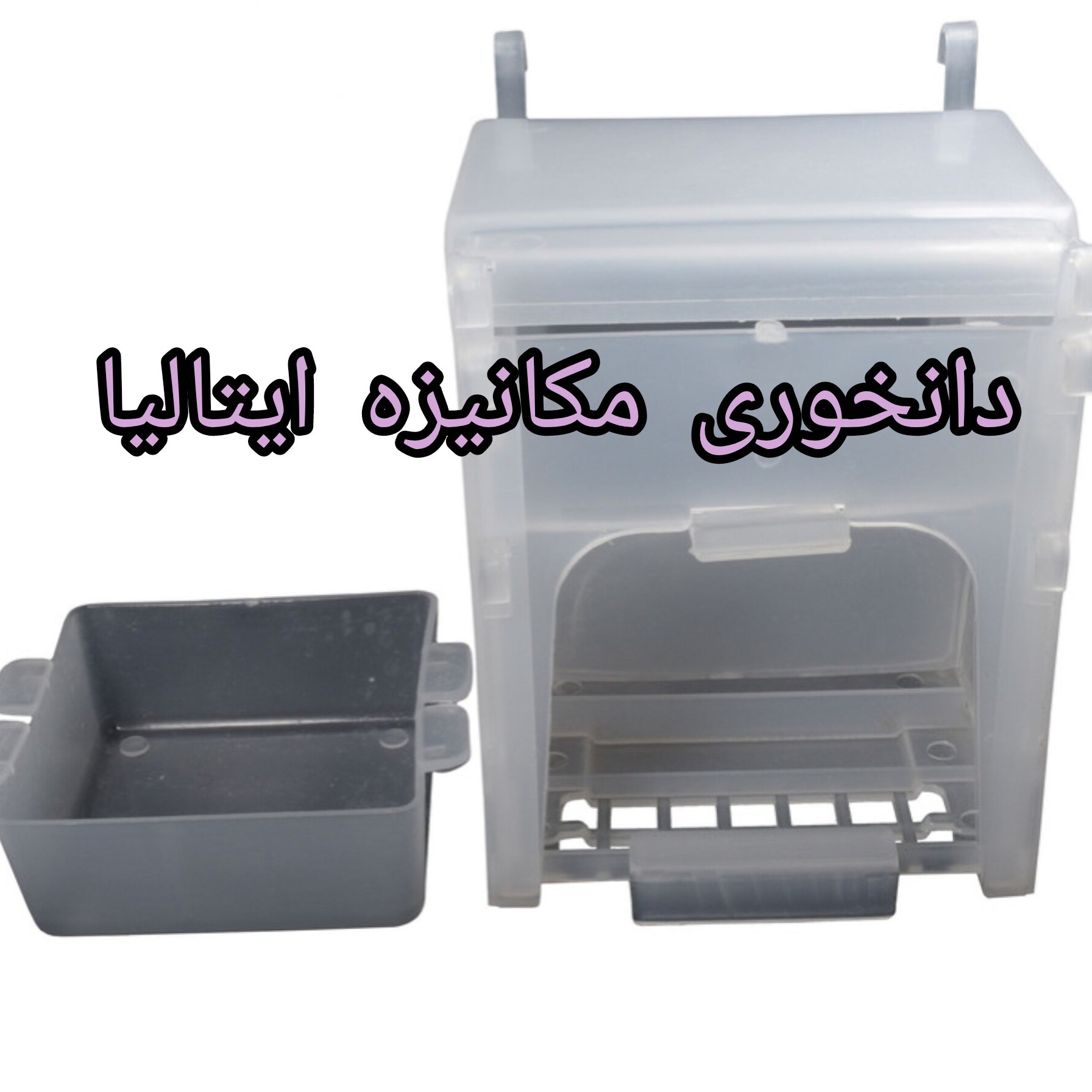 دانخوری سیلویی ایتالیایی پرنده