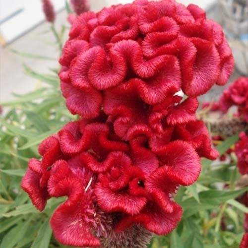 بذر تاج خروس چتری(کد6) قرمز(10 عددی)