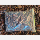 خرما ربی پیارم بلوچستان اعلا تازه 3کیلویی
